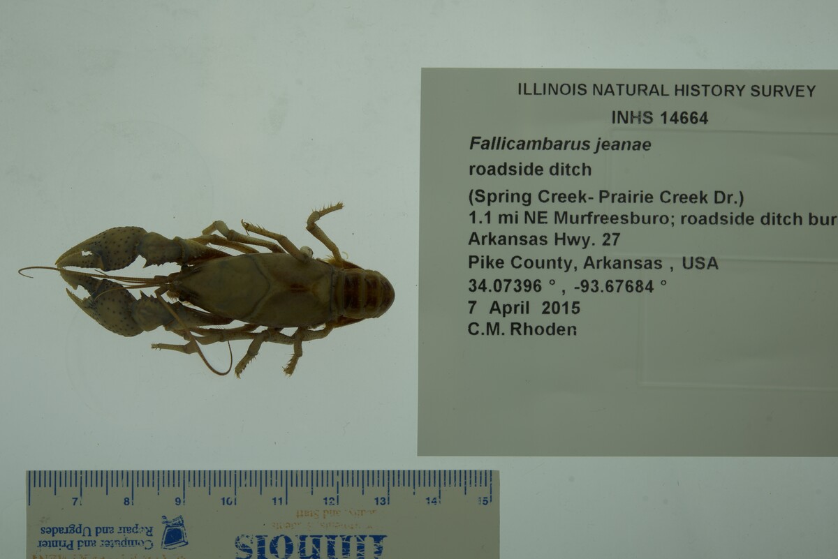 Fallicambarus (Fallicambarus) image